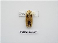 藏品(蘋掌舟蛾)的圖片